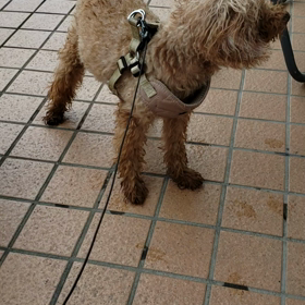 今日の散歩の画像