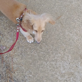 ちゃんとお散歩出来るこになったね。の画像