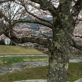 さくら咲いたの画像