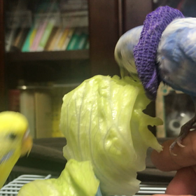 手乗りをアピール？の画像