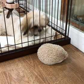 こんばんはーの画像