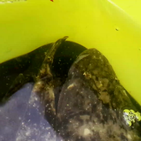 小祭り。の画像