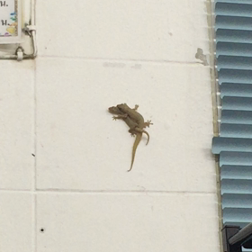 Lizard Sex ^_^;の画像