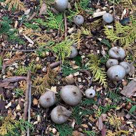 自然図鑑(^｡^)‼︎…キノコ編‼︎の画像