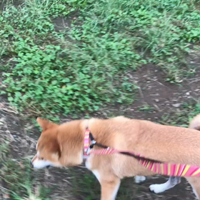 ♪お散歩動画♪代々木公園♪の画像