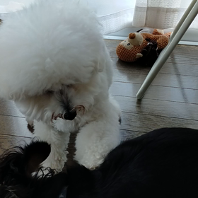 今日のはなちゃん1524、モモちゃん1476の画像