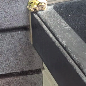 カエルのピーちゃん水分補給‼️の画像