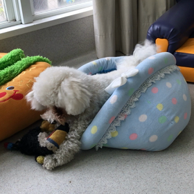 ♪プレイルーム動画♪①の画像