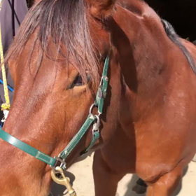 今日のリラの画像