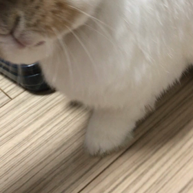 ふがっふがっ言っているようなの画像