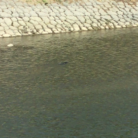 朝ウォーキング♡の画像