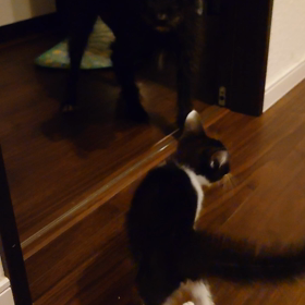 里親さん募集中の画像