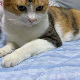 こしょこしょするにゃ‼︎の画像