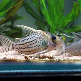 コリドラスの泳ぎ方の画像