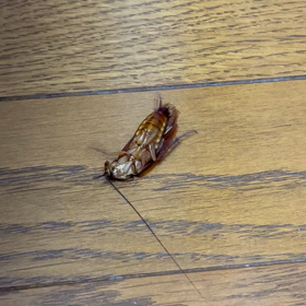 寝ようと思ったら…ブ〜ンっての画像