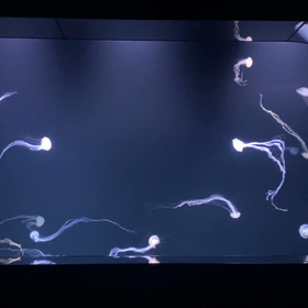 続・癒されたさ100％の画像