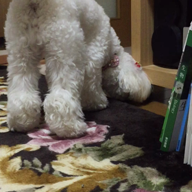 12月13日   最近の意味不明な行動の画像