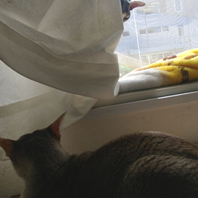 カーテン。オープン!の画像