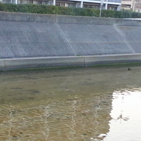 自由すぎる鳥たち♪の画像