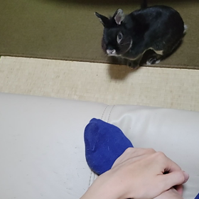 ソファーに登りたいココちゃんの画像