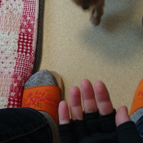 ここにゃんの画像