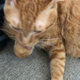 ペロペロの画像