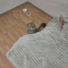羽根を遊ぶナナ動画の画像