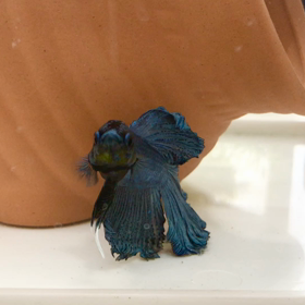 癒されキャラ熱帯魚Berry君の画像