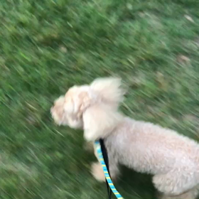 ♪お散歩動画♪代々木公園♪①の画像