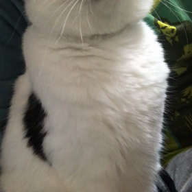 サイレントバージョンおねだりの画像