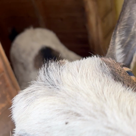 【お座りができるようになりました】の画像