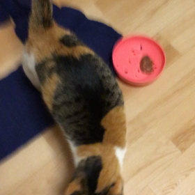 能天気オニ子の闘病記 髄膜腫 761  初動画の画像