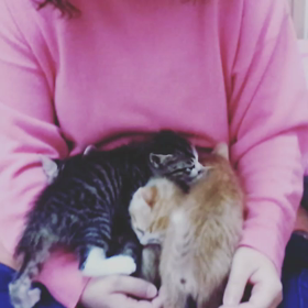 ８日目クロちん。の画像