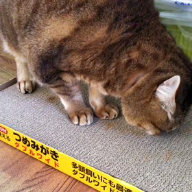 またたび～その２～の画像