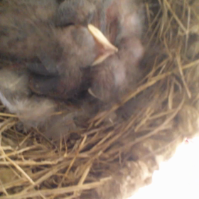 生後６日の画像