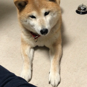 呼び鈴でお知らせの画像