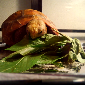 モロヘイヤって高いんだからの画像