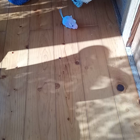 今年もズボラでお願いします。の画像