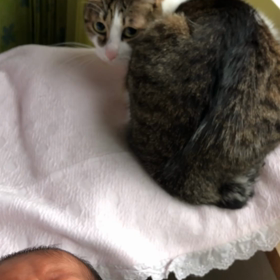 異常分娩で帰って来た娘。猫と新生児が暮らす、メリット、デメリット！の画像