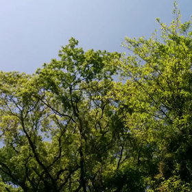 ソラニウタウの画像