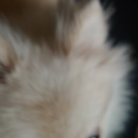 クルクルの画像