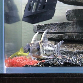 コリドラス イルミネーションの画像