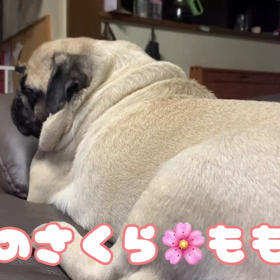 今日のさくらももこの画像