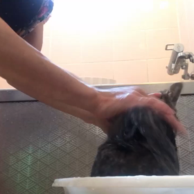 悠くんシャンプーしましたの画像