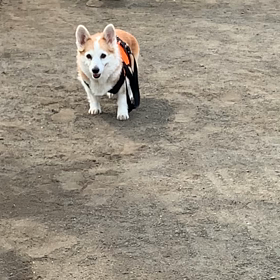 愛犬定期検査の画像