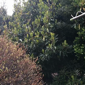 うぐいす？の画像