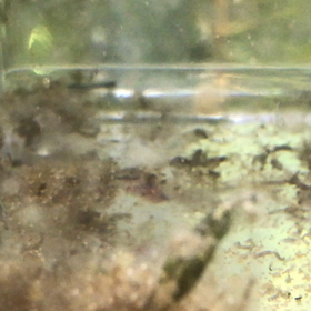 コリドラスのたまご、13日目。よくわかりませんが元気です。の画像