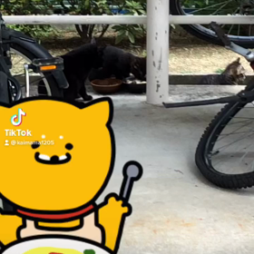 団地に住む野良猫の親子の画像