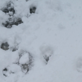 365日ありがとうございました！の画像