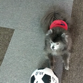 サッカーの画像